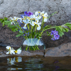 Liane Thibodeau - Rock Flower Reflections small
