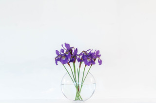 Liane Thibodeau - The Simplicity of Irises (1 of 1) small
